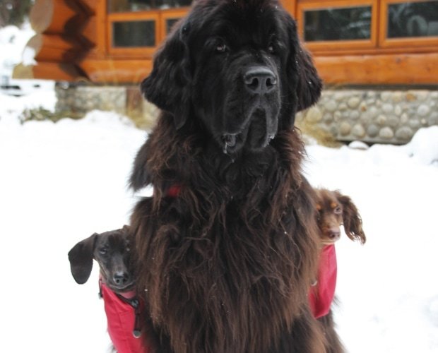 “Shovel the snow, bring beer, make a hot dog!” This Newfoundland does all the routine work for the owner ...) - Life stories, Dog, Trick, Humor, Video, Longpost