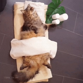 СПА для котика