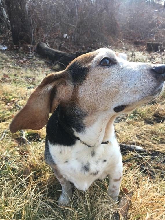 After a battle with Lyme disease, 15-year-old Clyde is still alive and kicking! - Dog, Animals, Pets, Disease, Ears, Recovery, Reddit, Lyme disease