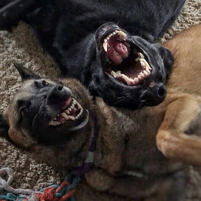 When you told your friends a good joke - Friends, Humor, Dog