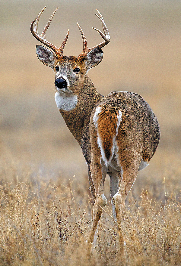 Some specific features of deer - Deer, Facts, Interesting, Animals, Longpost, Deer