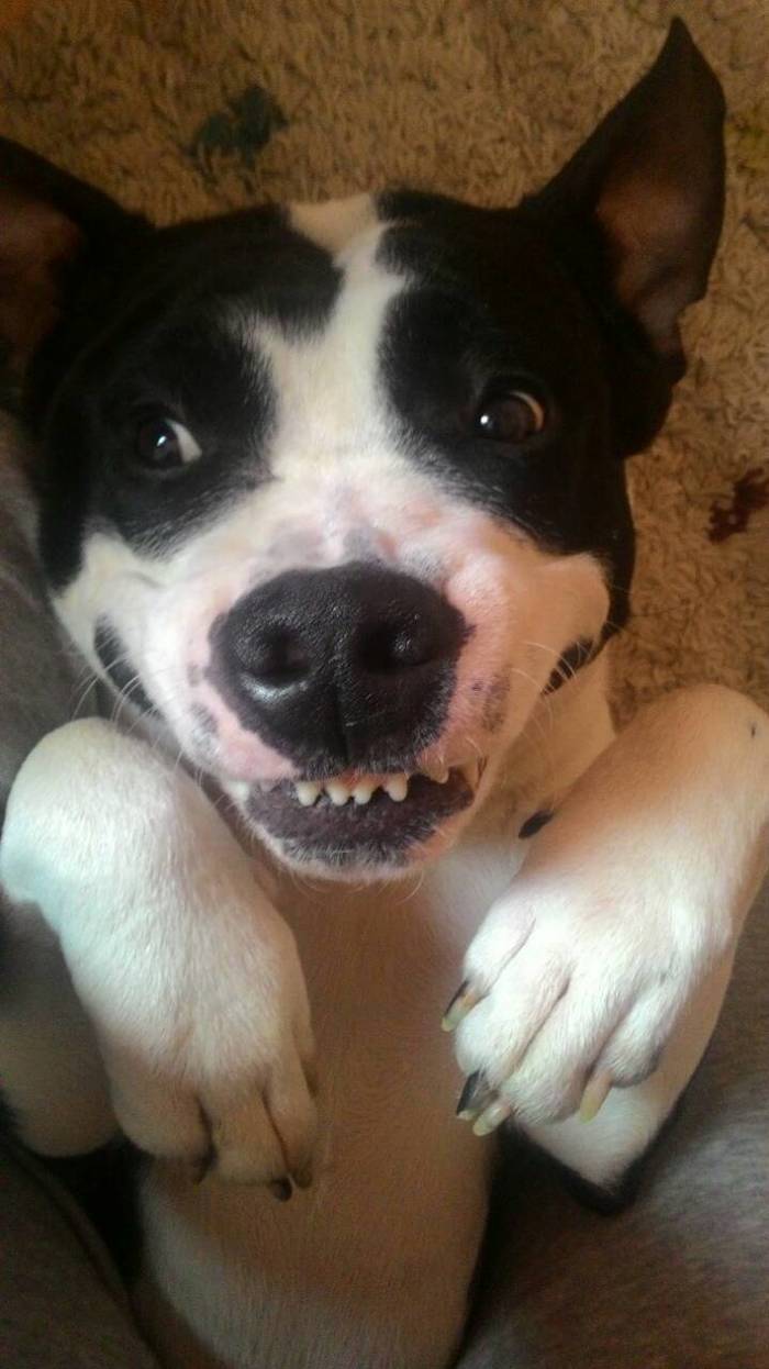 I'm a motherfucker :-) - My, Dog, Smile, Amstaff