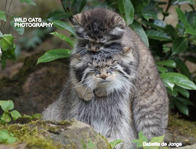 Difficulties of motherhood - cat, Pallas' cat, Longpost, Wild animals