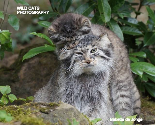 Difficulties of motherhood - cat, Pallas' cat, Longpost, Wild animals