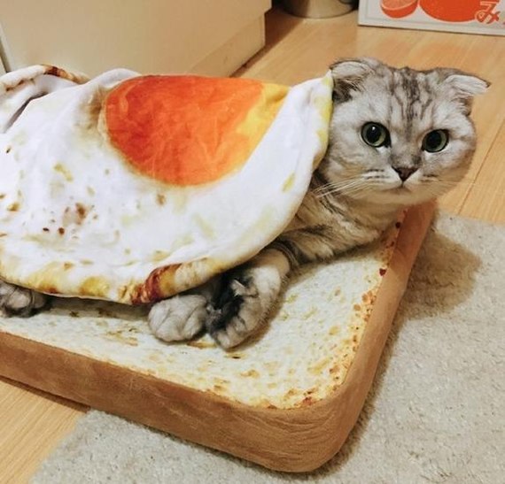 Yum... Buter with a cat! - Milota, A sandwich, cat