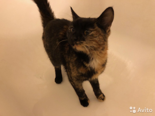 Маленькая и очень ласковая кошечка ищет дом. Хабаровск