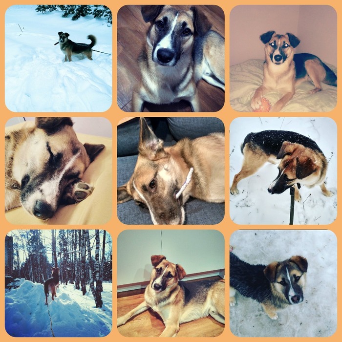 One year later. - My, Dog, My, Best friend, Winter, After some time, Pets, It Was-It Was