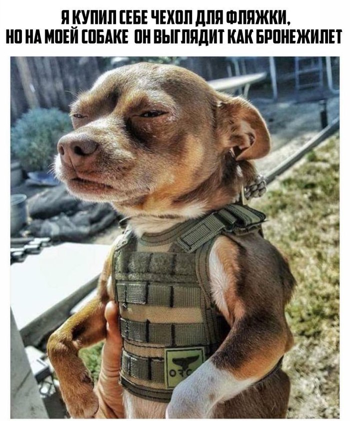 airsoft cuteness - Airsoft, Once upon a time there was a dog