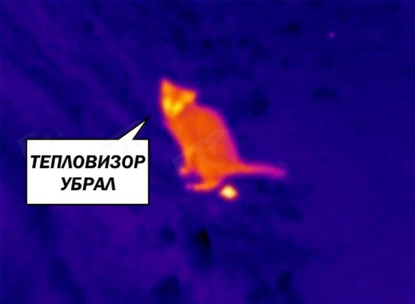 Hot... - Thermal imager, cat