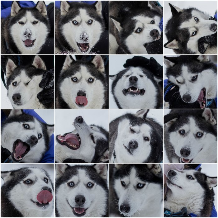 50  ..)) ,  , Husky,  