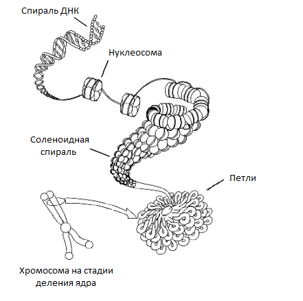 About mitosis on the fingers - My, Nauchpop, Biology, Video, Longpost