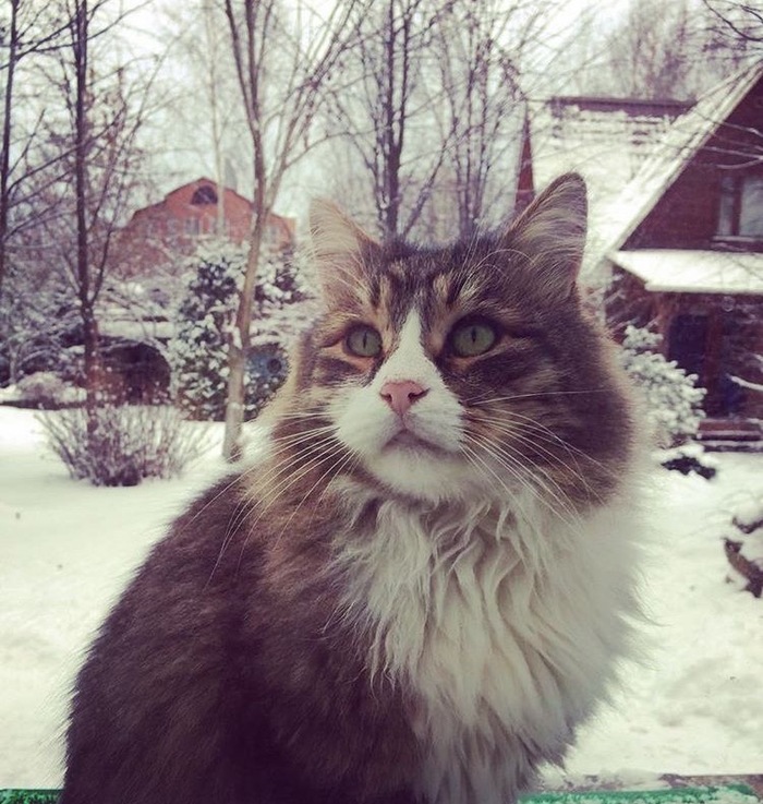 Last day of winter... - My, cat, Siberian cat, Catomafia, Snow, Winter, Fluffy