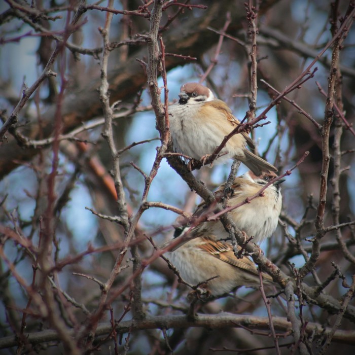 Sparrow robber - My, Sigma, Canon, Test, Birds, My