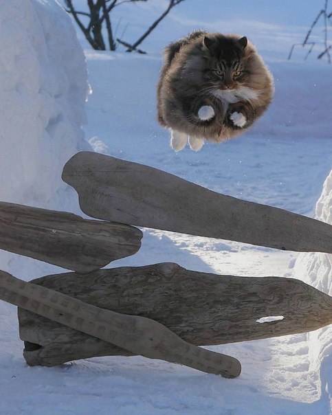 Just a cat in flight. - cat, Winter