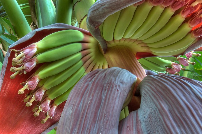 This is how bananas bloom - The photo, Not mine, Banana