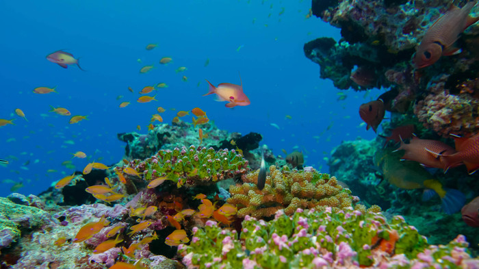 Maldives underwater search among sharks - My, Maldives, Treasure hunter, Diving, Video, Longpost, The photo, Travels, Shark, Treasure hunt