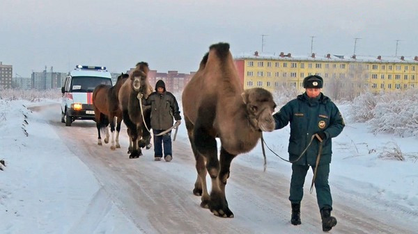 Are there camels in Russia (in the wild)? - Camels, Russia, Want to know everything