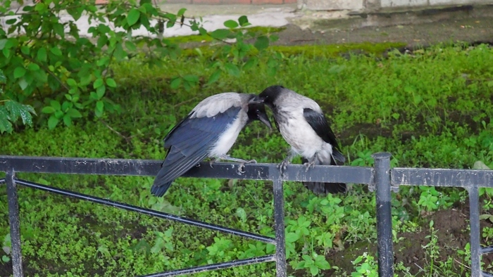 Вороны такие вороны | Пикабу