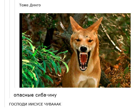 Dingo - , Tumblr, Australia, Dog, Dingo, Comments