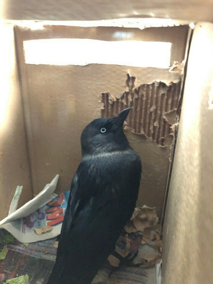 Looking for a home for a bird. - In good hands, Helping animals, Birds, Moscow, Yaroslavl, Jackdaw, My, Help, No rating