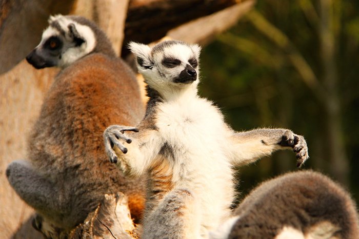 I will take over the whole world - My, Lemur, Calmness, Yoga