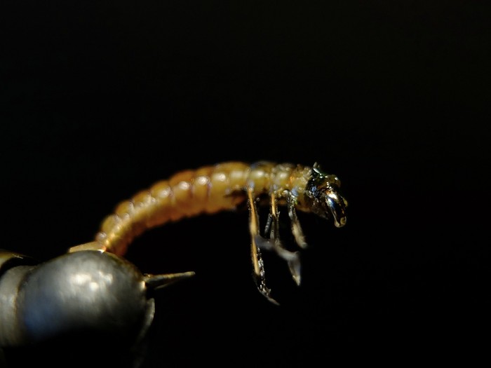 Hydropsychidea Caddis larva. - My, fly fishing, Fly fishing, Fishing, Grayling, Ural, Муха, Fly fishing fly, Longpost