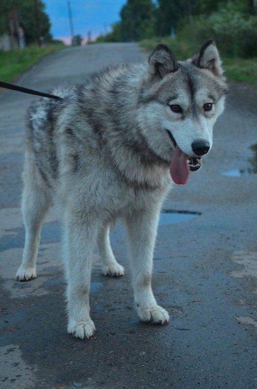 Siberian Husky - Yakutian Laika - My, Dog, Siberian Husky, Husky, Yakut Laika, , Dog breeds, Dogs and people, Longpost