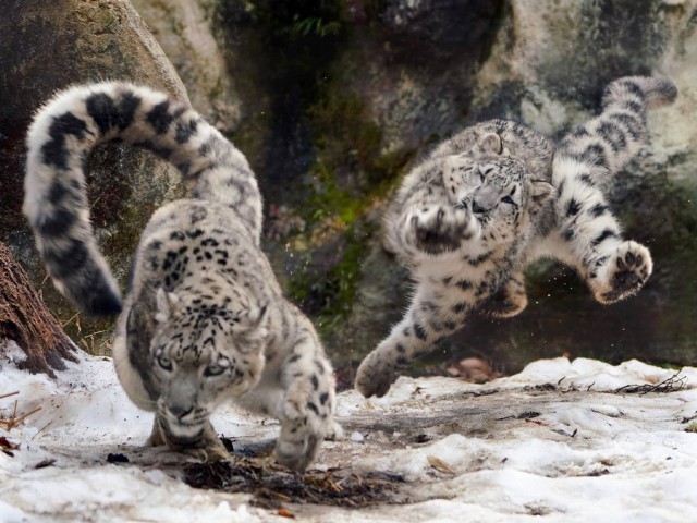 In move - cat, The photo, From the network, Snow Leopard