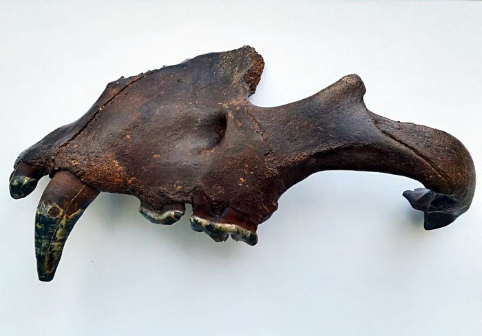 In the north of the Omsk region found the jaw of a lion and the horn of a strange animal - Find, Prehistoric animals, Omsk, Longpost, Paleontology, Mammoth, Woolly rhinoceros