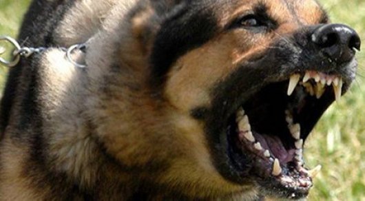 Tomichka sued 23,000 rubles in moral damages from the owner of the shepherd who attacked her - news, Tomsk, Moral damage, Court, Dog, Negative