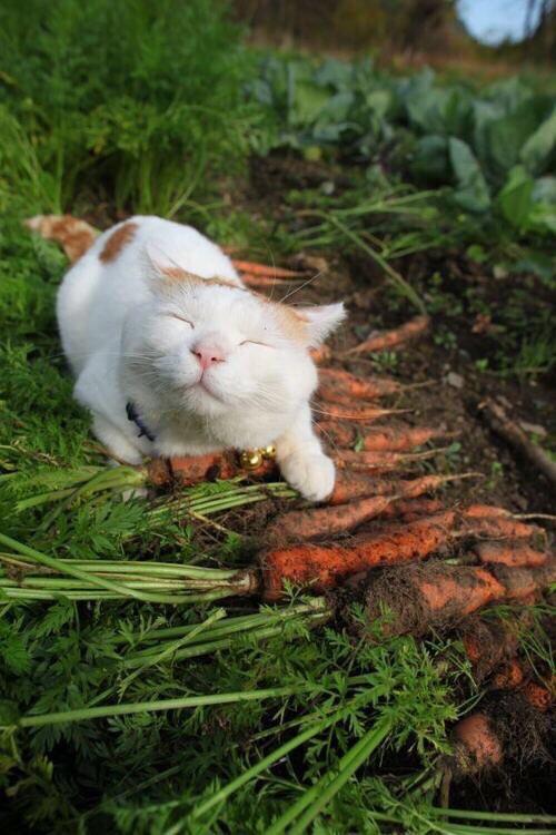 Very happy cat - Reddit, cat, Carrot