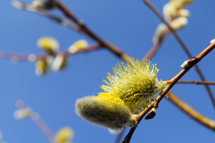 Весна наступает - Моё, Весна, Почки, Дерево, Моё, Nikon d3300