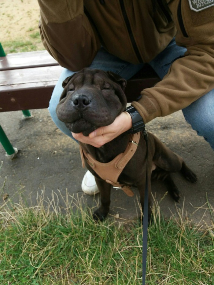 Little Klaus :) - My, Shar Pei, Smile, Kindness, Dog, Klaus, Walk, Good morning