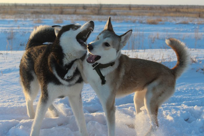 And then he says to me - give me a paw! - My, Husky, Laika, Dog, Friday