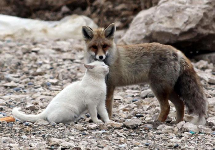 14 Really Weird Animal Friendships Caught on Camera - Animals, friendship, Longpost, cat, Dog