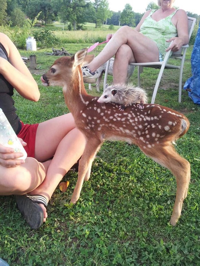 When you came to rest - , Opossum, The photo, Fawn