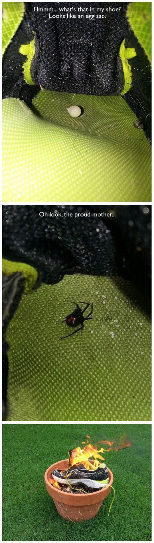 Arachnophobia - Spider, Black Widow, Arachnophobia, Longpost