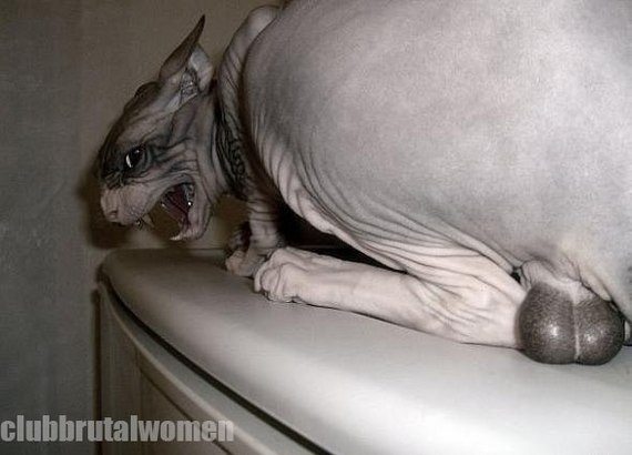 Kitty post. - Don Sphynx, Catomafia, cat, Canadian sphinx, Longpost