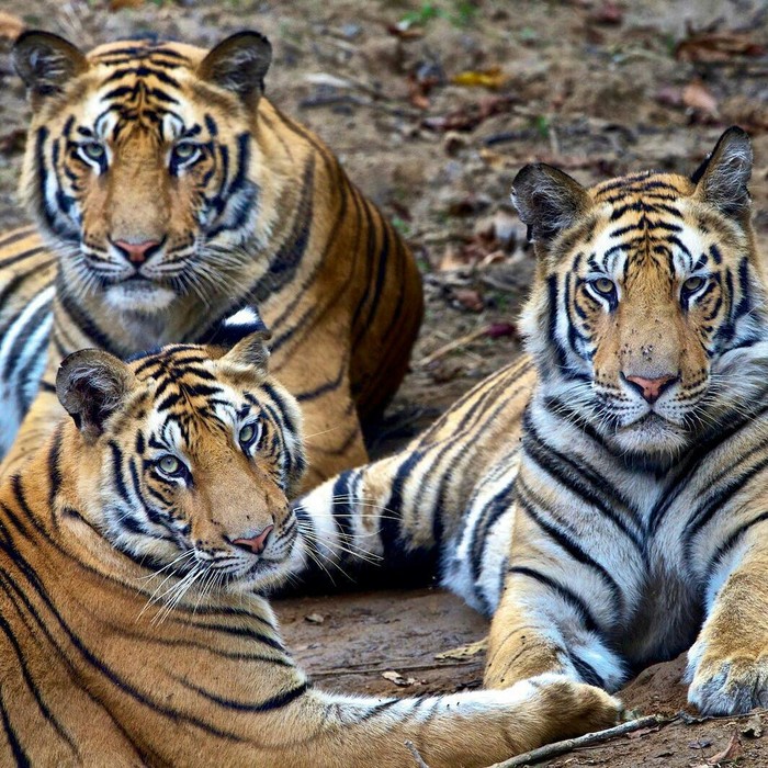 When rustling a bag in the kitchen - The photo, Tiger, The national geographic, Animals