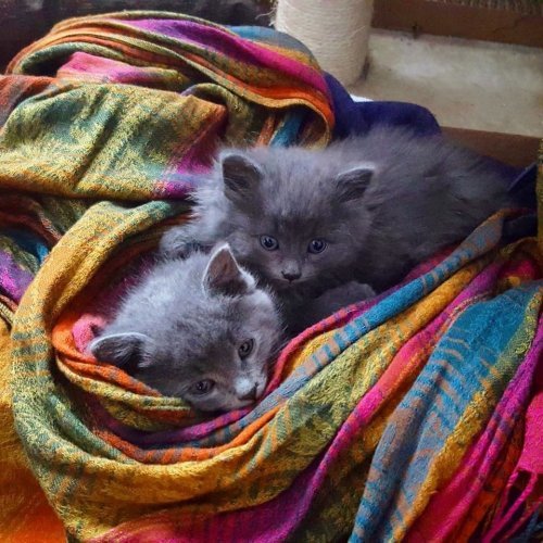 The happy story of two kittens rescued from deadly frost - Story, Kittens, cat, Responsiveness, , Longpost