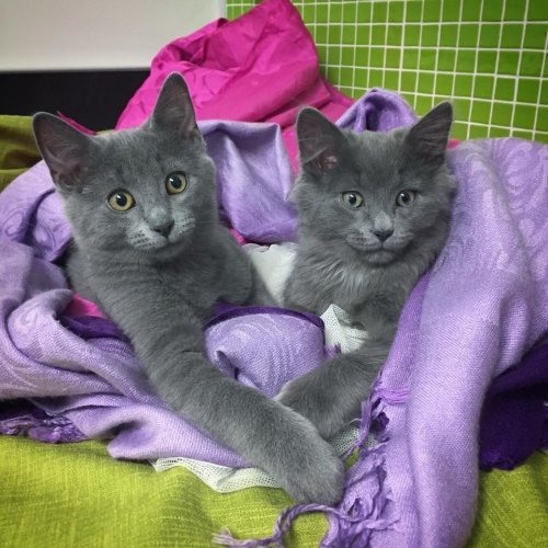 The happy story of two kittens rescued from deadly frost - Story, Kittens, cat, Responsiveness, , Longpost