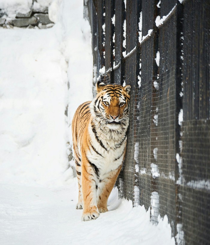 Novosibirsk zoo part 2 - Novosibirsk, Zoo, Cat family, Longpost