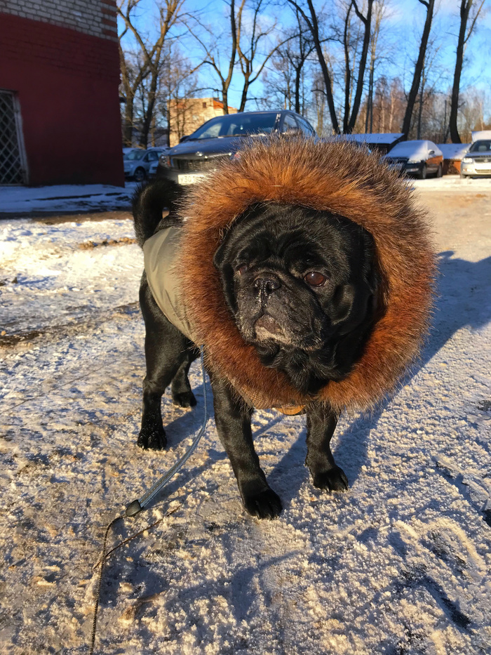 When a dog's fur is better than yours - My, Dog, Pug, , Fur, Cool, , Longpost