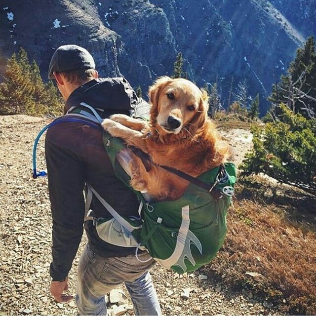 Take your dog with you - Pinterest, Dog, Friend, Tent, Backpack, A boat, Bonfire, Travels, Longpost