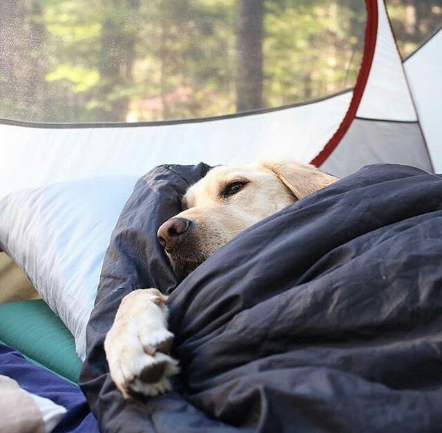 Take your dog with you - Pinterest, Dog, Friend, Tent, Backpack, A boat, Bonfire, Travels, Longpost