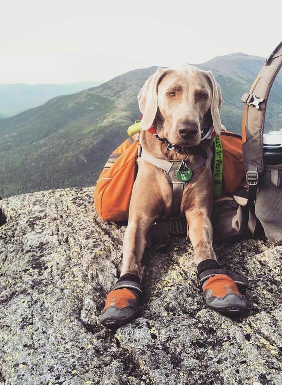 Take your dog with you - Pinterest, Dog, Friend, Tent, Backpack, A boat, Bonfire, Travels, Longpost