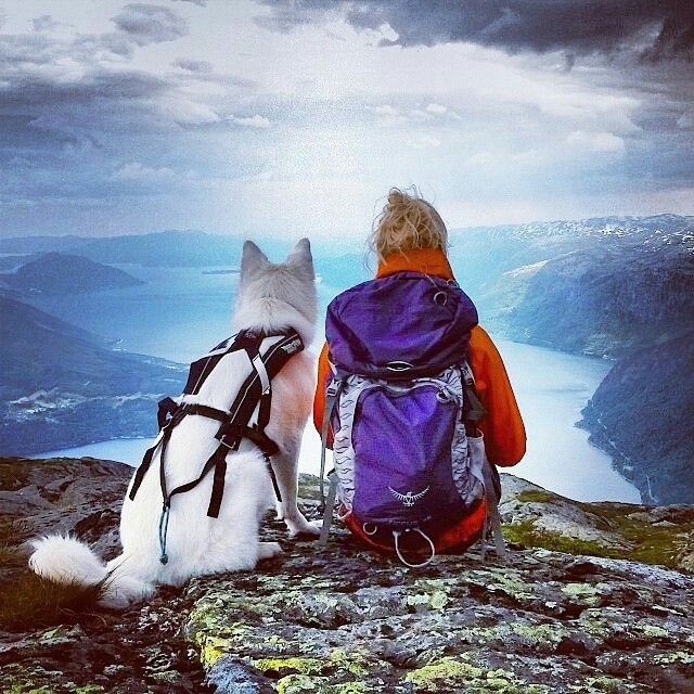 Take your dog with you - Pinterest, Dog, Friend, Tent, Backpack, A boat, Bonfire, Travels, Longpost