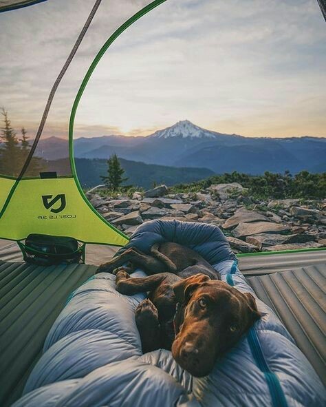 Take your dog with you - Pinterest, Dog, Friend, Tent, Backpack, A boat, Bonfire, Travels, Longpost