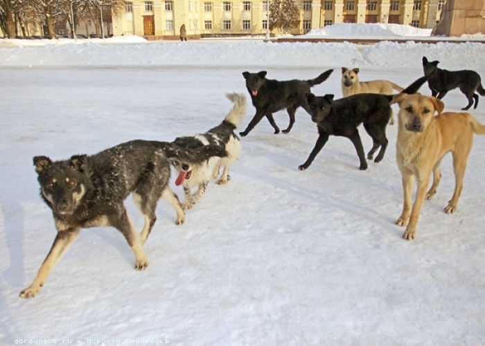 About stray dogs and those who have gone to the zoo! .. - My, Dog, , Radical animal protection, Flailing, Doghunters, Animal defenders, Animals, Longpost