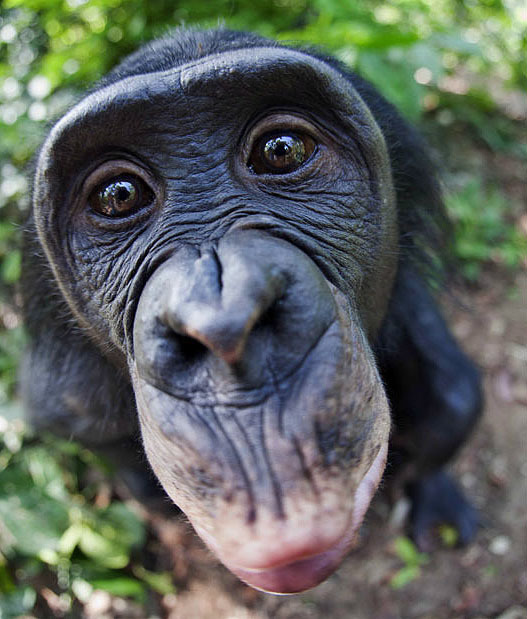 Reserve Lola ya Bonobo in the Congo - Reserves and sanctuaries, Congo, Monkey, Africa, Bonobo, , Longpost
